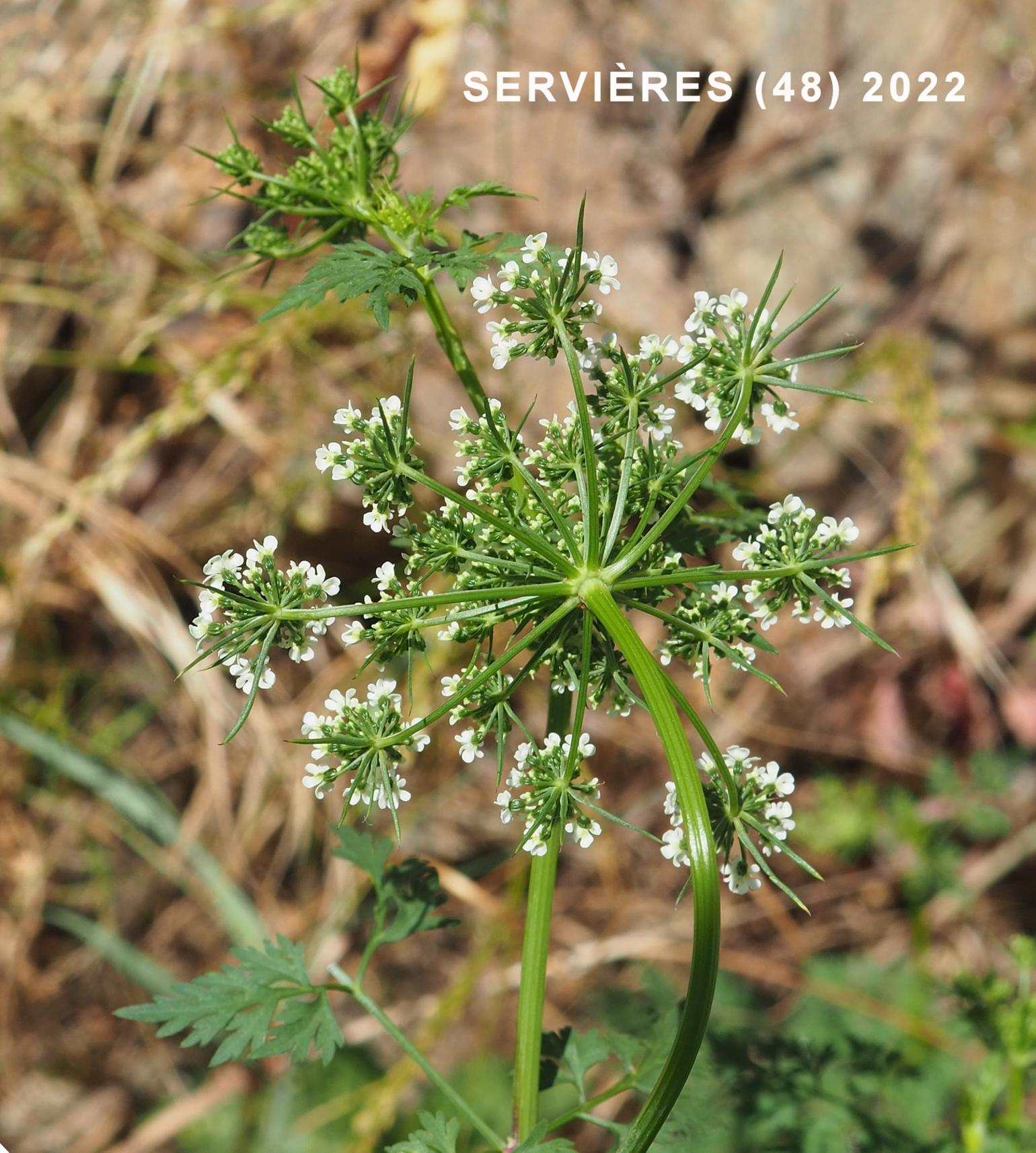 Fool's Parsley